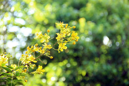 Padauk royal thai navyの写真素材
