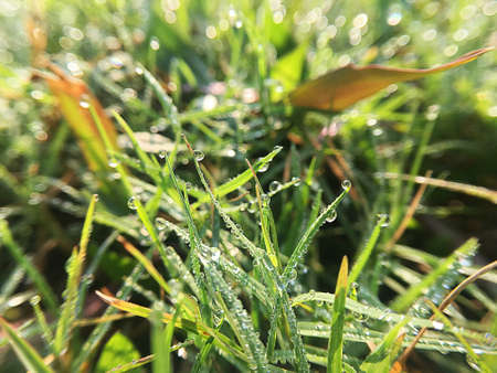 Green grass textureの写真素材