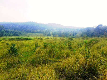 Meadow in Khao Yai National Parkの写真素材