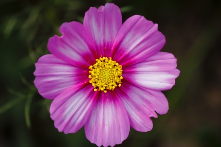 Flower close up