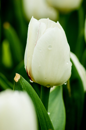 Tulipの写真素材