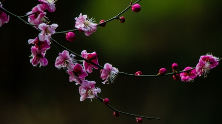 Plum flower