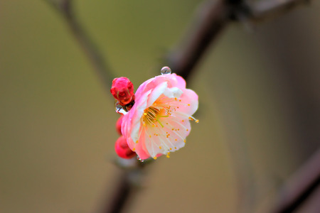 Plum blossomの写真素材