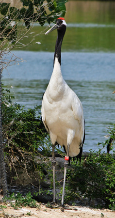 The Red-crowned craneのeditorial素材