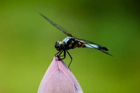 Lotusの写真素材