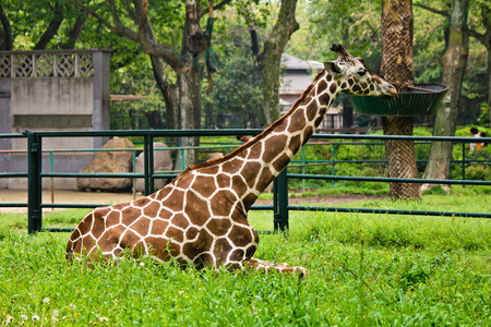 Giraffeの写真素材