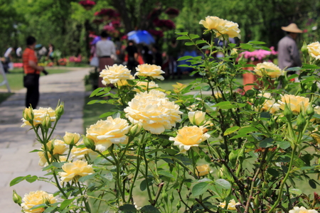 flowerの写真素材