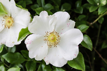 China Zhejiang Hangzhou xixi wetland sceneryの写真素材