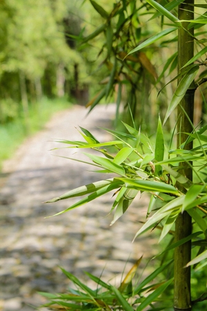 Zhejiang Hangzhou xixi wetland landscapeの写真素材