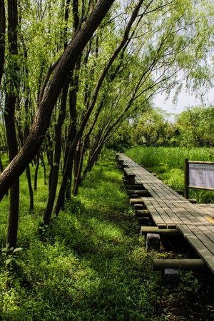 Zhejiang Hangzhou xixi wetland landscapeのeditorial素材