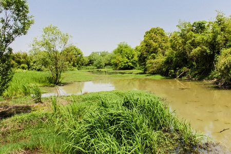 wetland landscape