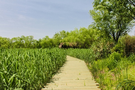 Hangzhou xixi wetland landscapeの写真素材