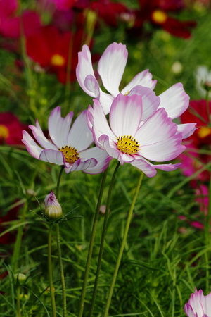 Flowersの写真素材
