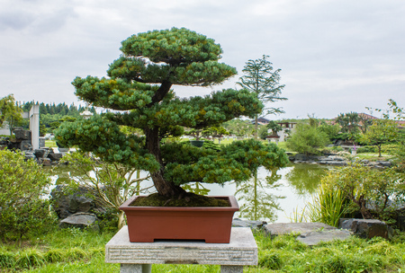 Fengxian Shanghai Bay National Forest Park bonsai garden sceneryのeditorial素材