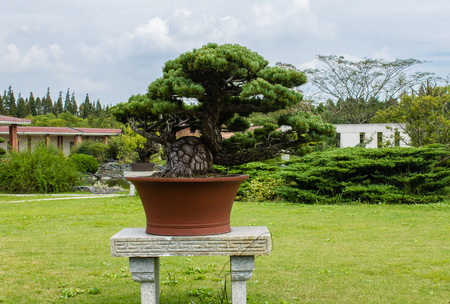 Fengxian Shanghai Bay National Forest Park bonsai garden sceneryのeditorial素材