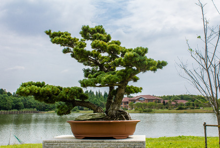 Fengxian Shanghai Bay National Forest Park bonsai garden sceneryのeditorial素材