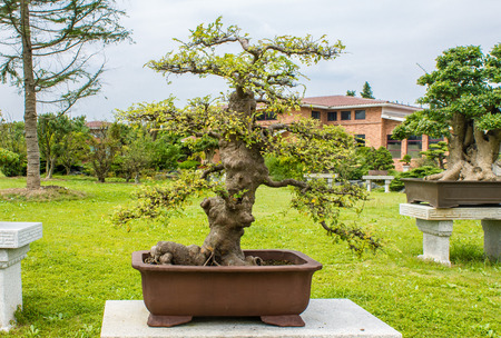 Fengxian Shanghai Bay National Forest Park bonsai garden sceneryのeditorial素材
