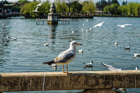Kunming Daguanlou Park, Yunnanのeditorial素材