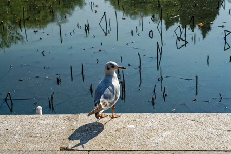 seagullの写真素材