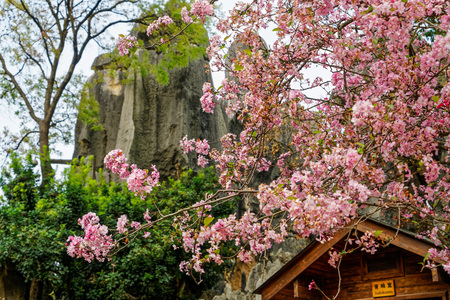 Yunnan Kunming Stone Forest sceneryのeditorial素材