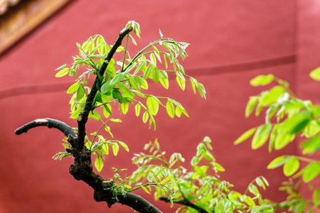 tree at The Imperial Palace in Beijingのeditorial素材