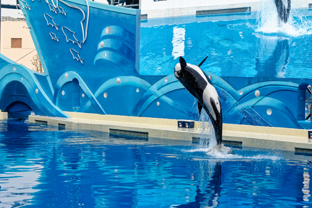 Shanghai Haichang Ocean Park Killer Whale Showのeditorial素材