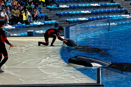 Shanghai Haichang Ocean Park Killer Whale Showのeditorial素材
