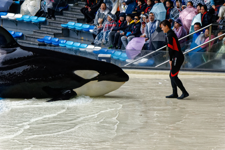 Shanghai Haichang Ocean Park Killer Whale Showのeditorial素材