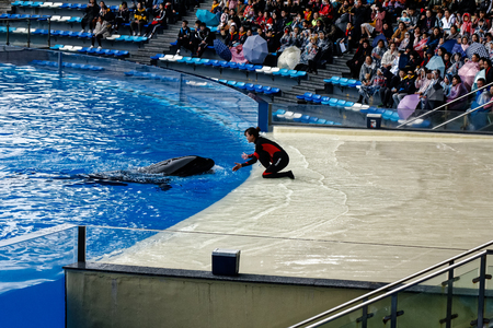 Shanghai Haichang Ocean Park Killer Whale Showのeditorial素材