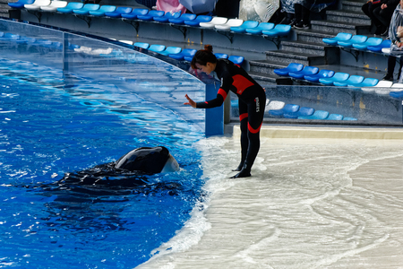 Shanghai Haichang Ocean Park Killer Whale Showのeditorial素材
