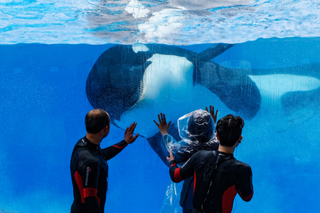 Shanghai Haichang Ocean Park Killer Whale Showのeditorial素材