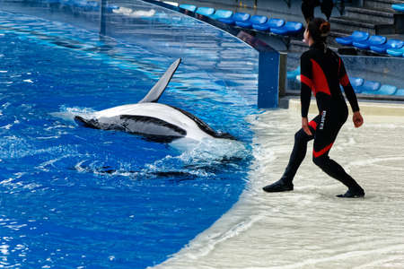 Killer whale show in Shanghai Haichang Ocean Parkのeditorial素材
