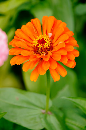 Beautiful orange zinnia flower in the garden, stock photoの写真素材
