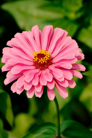 Pink zinnia flower in garden, Thailand. (Zinnia violacea Cav.)の写真素材
