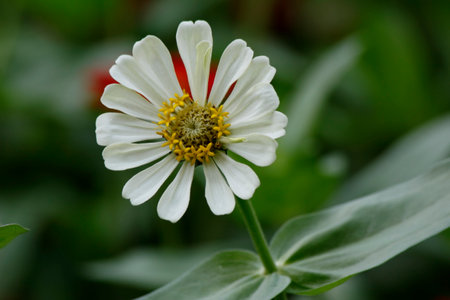 Zinnia elegans is a genus of flowering plants in the sunflower family.の写真素材