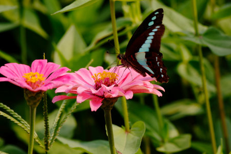 Butterfly on pink zinnia flower in the garden.の写真素材