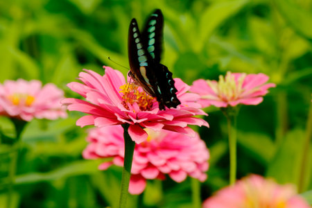 Bee on red zinnia flower in the garden, selective focusの写真素材