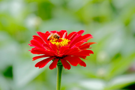 Red zinnia flower in the garden. (Zinnia violacea Cav.)