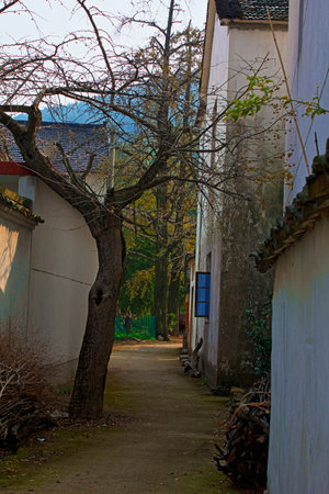 path in the forest, closeup of photo with natural color backgroundの写真素材