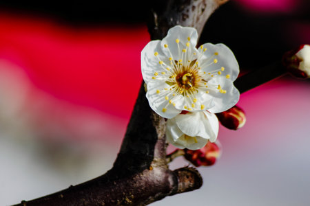 Apricot blossom on blue sky background. Spring flowers.
