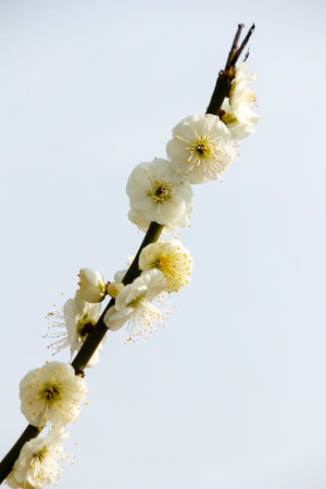 Apricot blossom on blue sky background. Spring flowers.の写真素材
