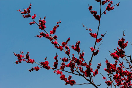 Apricot blossom on blue sky background. Spring flowers.の写真素材