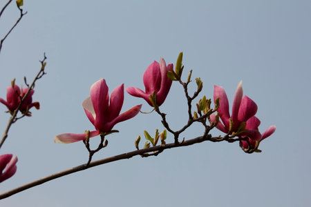 Scenery of Taihu Wetland Park in Suzhou, Jiangsuの写真素材