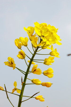 Scenery of Taihu Wetland Park in Suzhou, Jiangsu