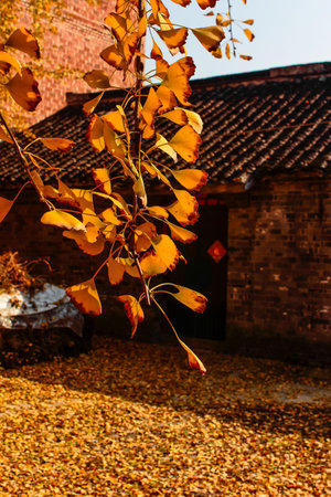 Autumn park with fallen yellow leaves on the ground and path. Ginkgo Park in Taizhou, Jiangsuの写真素材