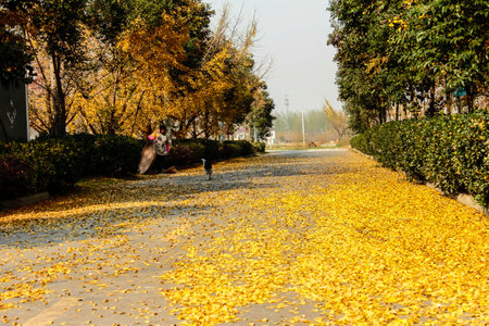 Autumn park with fallen yellow leaves on the ground and path. Ginkgo Park in Taizhou, Jiangsuの写真素材