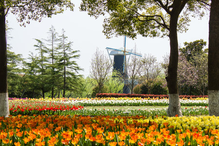 White and pink tulips with green leaves in the spring garden.の写真素材