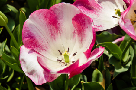 White and pink tulips with green leaves in the spring garden.