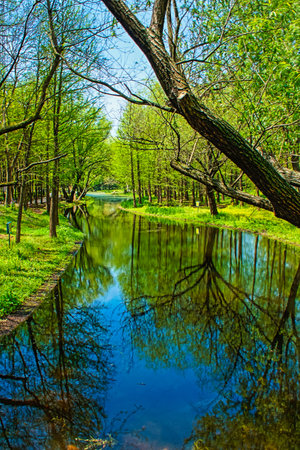 Lake in the park with green trees and blue sky in the backgroundShanghai Gongqing Forest Parkの写真素材