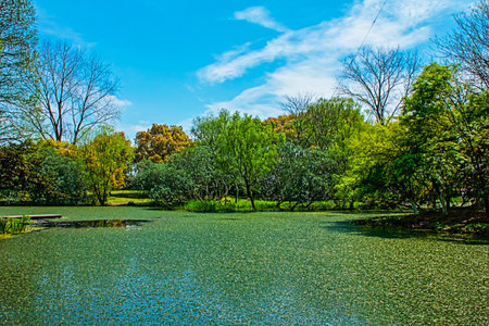 Lake in the park with green trees and blue sky in the backgroundShanghai Gongqing Forest Park